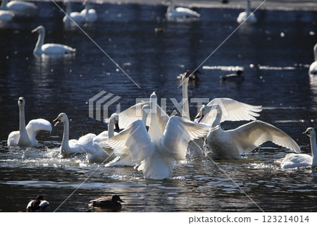 Whooper swans singing to each other, splashing water 123214014
