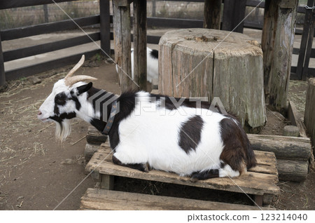 黑白山羊 黑白山羊 123214040