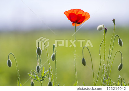 Close-up of tender blooming lit by summer sun one red wild poppy and undiluted flower buds on high stems on blurred bright green summer background. Beauty and tenderness of nature concept. Close-up of tender blooming lit by summer sun one red wild poppy and undiluted flower buds on high stems on blurred bright green summer background. Beauty and tenderness of nature concept. 123214042