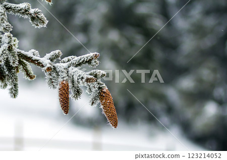Close-up of pine tree cones in winter covered with white snow and frost Close-up of pine tree cones in winter covered with white snow and frost 123214052