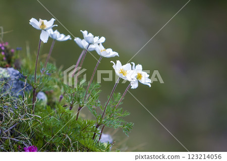 Close-up of lit by sun nice white flowers on high stems with tender green leaves blooming on steep slope on blurred green bokeh copy space background. Ecology problems and beauty of nature concept. Close-up of lit by sun nice white flowers on high stems with tender green leaves blooming on steep slope on blurred green bokeh copy space background. Ecology problems and beauty of nature concept. 123214056