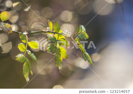 Close-up of isolated rose brunch with tender wet green leaves lit by sun on bright sunny abstract blue white bokeh copy space background. Postcard greeting theme, beauty of nature concept. 123214057