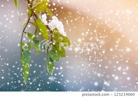 Close-up of hanging down rose branch with small wet green leaves covered with snow on bright blurred sunny abstract copy space background. Postcard greeting, New Year theme, beauty of nature concept. 123214060