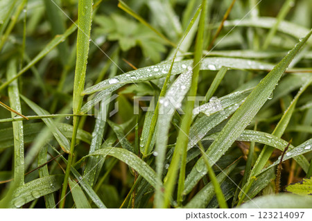 Close-up detail image of grass with water drops Close-up detail image of grass with water drops 123214097