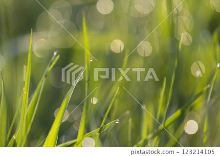 Close up macro abstract picture of lit by sun bright fresh clean light green grass blades growing on blurred bokeh background on sunny spring or summer day. Beauty of natural environment concept. Close up macro abstract picture of lit by sun bright fresh clean light green grass blades growing on blurred bokeh background on sunny spring or summer day. Beauty of natural environment concept. 123214105