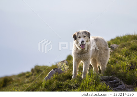 Big white shaggy grown clever shepherd dog standing alone on steep green grassy rocky mountain slope on sunny summer day on copy space background of bright blue clear sky. Big white shaggy grown clever shepherd dog standing alone on steep green grassy rocky mountain slope on sunny summer day on copy space background of bright blue clear sky. 123214150