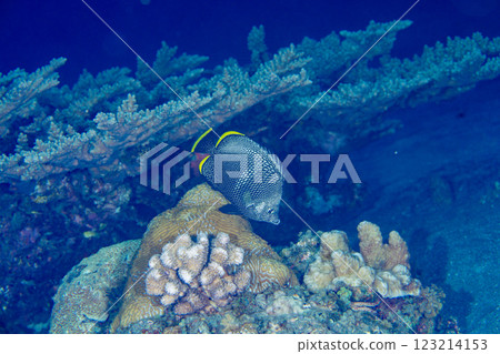 Yusen Ogasawara 123214153