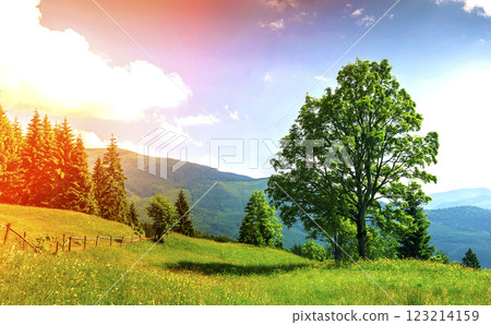 Big green tree standing on grass meadow in mountains Big green tree standing on grass meadow in mountains 123214159