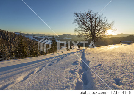 Beautiful winter Christmas landscape. Human footprint track path in crystal white deep snow in empty field, spruce trees forest, hills and mountains on horizon on clear blue sky copy space background. Beautiful winter Christmas landscape. Human footprint track path in crystal white deep snow in empty field, spruce trees forest, hills and mountains on horizon on clear blue sky copy space background. 123214166
