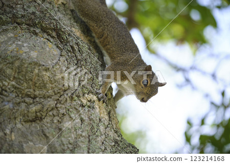 Beautiful wild gray squirrel climbing tree trunk in summer town park Beautiful wild gray squirrel climbing tree trunk in summer town park 123214168