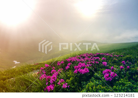 Beautiful view of pink rhododendron rue flowers blooming on mountain slope with foggy hills with green grass and Carpathian mountains in distance with dramatic clouds sky. Beauty of nature concept. 123214181