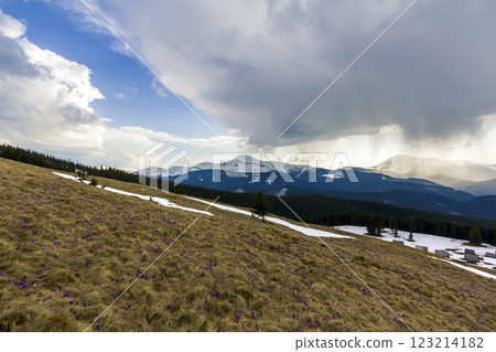 Beautiful view of marvelous blooming amazing first bright violet and white crocuses growing on steep hill. Magnificent mountains and forest in distance. Ecology problems and beauty of nature concept. 123214182