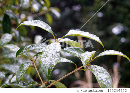 The snow on the leaves is beautiful 123214232
