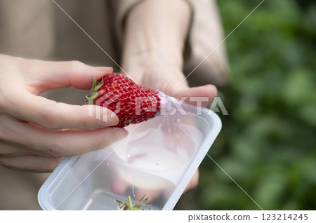 Strawberry picking with condensed milk Strawberry picking with condensed milk 123214245
