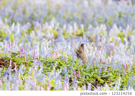 一隻北海道松鼠在花田裡擺姿勢 一隻北海道松鼠在花田裡擺姿勢 123214258