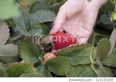 Strawberry hunting with delicious red cheeks Strawberry hunting with delicious red cheeks 123214265