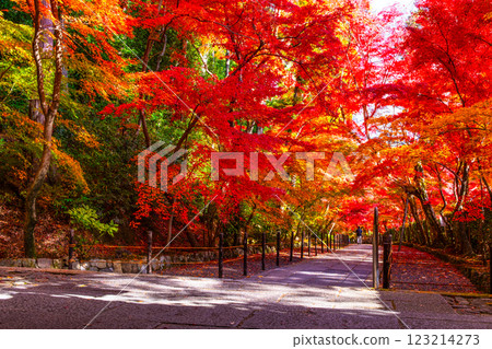 Autumn leaves of Kyoto Komyoji 123214273