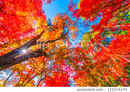 京都Komyoji秋葉 123214274