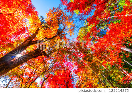 Autumn leaves of Kyoto Komyoji 123214275