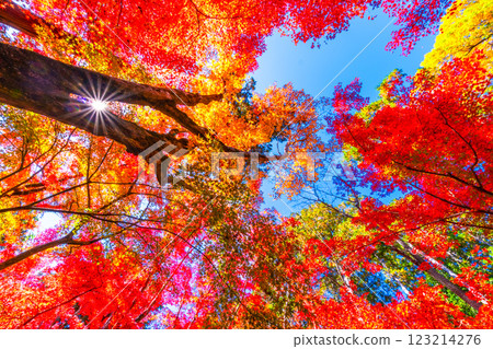 Autumn leaves of Kyoto Komyoji 123214276
