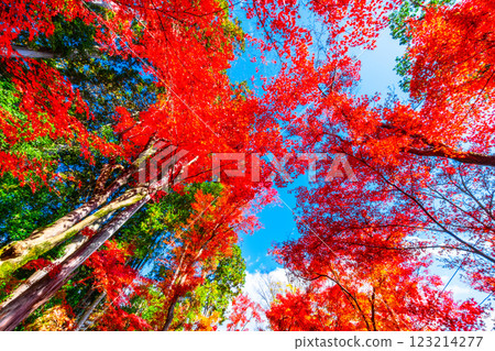 Autumn leaves of Kyoto Komyoji 123214277