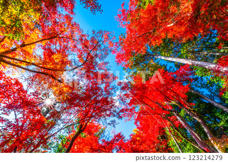 京都Komyoji秋葉 123214279