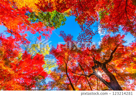 京都Komyoji秋葉 123214281