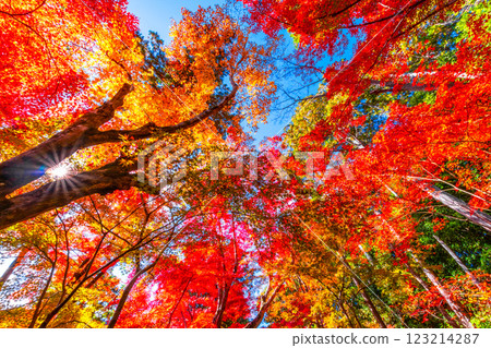 京都Komyoji秋葉 123214287