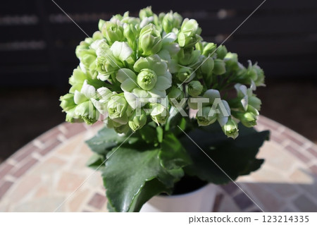 綠花長壽花 綠花長壽花 123214335