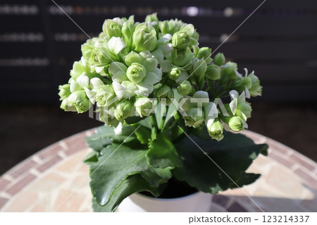 綠花長壽花 綠花長壽花 123214337