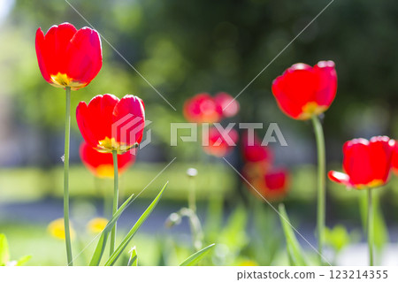 Beautiful close-up picture of wonderful bright red spring flowers tulips on high stems lavishly blooming on blurred green bokeh background in garden or field. Beauty and protection of nature concept. 123214355