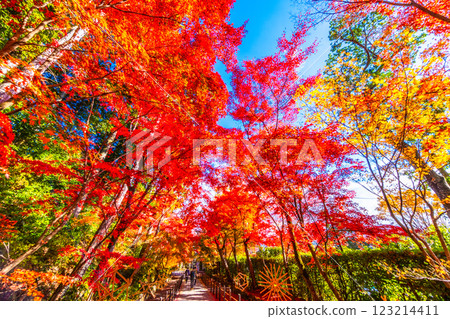 Autumn leaves of Kyoto Komyoji 123214411