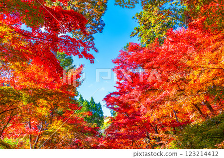Autumn leaves of Kyoto Komyoji 123214412