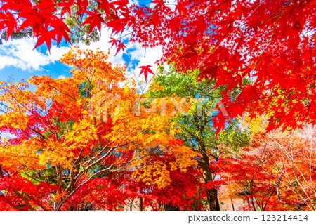 Autumn leaves of Kyoto Komyoji Autumn leaves of Kyoto Komyoji 123214414