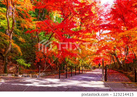 Autumn leaves of Kyoto Komyoji Autumn leaves of Kyoto Komyoji 123214415