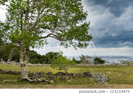 Cloudy sky and tree Cloudy sky and tree 123214473