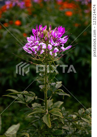 Cleome Cleome 123214474