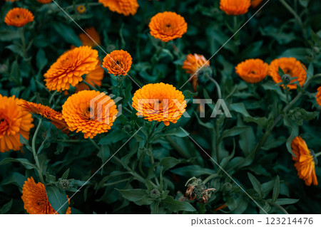 Orange marigold flowerbed 123214476