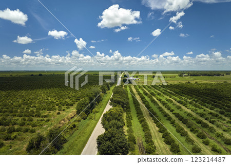 Aerial view of Florida farmlands with rows of orange grove trees growing on a sunny day Aerial view of Florida farmlands with rows of orange grove trees growing on a sunny day 123214487
