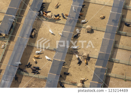 Aerial view of feed yard with meat cows. Feeding of cattle on farm feedlot 123214489