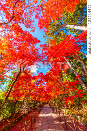 Autumn leaves of Kyoto Komyoji 123214492