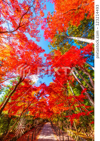 Autumn leaves of Kyoto Komyoji 123214493