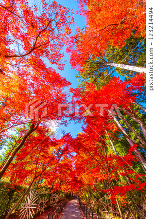 Autumn leaves of Kyoto Komyoji 123214494