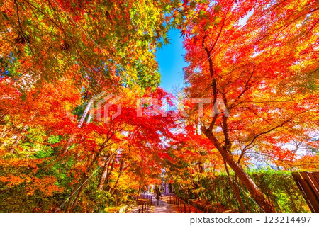 Autumn leaves of Kyoto Komyoji 123214497