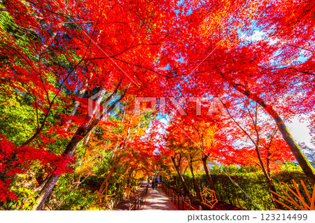 Autumn leaves of Kyoto Komyoji 123214499