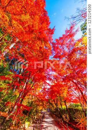 Autumn leaves of Kyoto Komyoji 123214500
