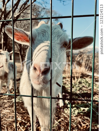 山羊吃草 123214513