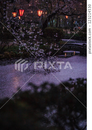 新潟縣高田城公園的櫻花和鋪滿花瓣的池塘 123214530