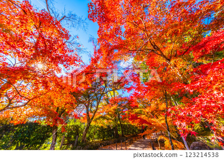 Autumn leaves of Kyoto Komyoji 123214538