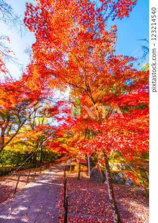 Autumn leaves of Kyoto Komyoji 123214540